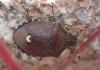 Holcostethus sphacelatus